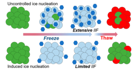 Chemically_Induced_Extracellular_Ice_Nucleation