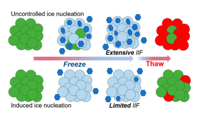 Chemically_Induced_Extracellular_Ice_Nucleation