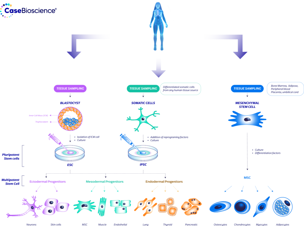 CBS_Stem Cell Workflow
